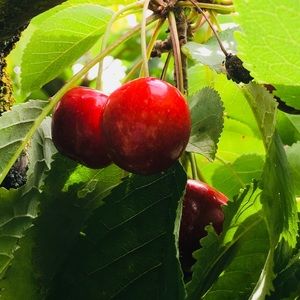 Meet your Posher, Sophia